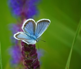 butterfly on flower