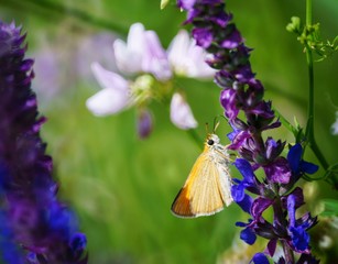 Butterfly in wild flowers. Insects in nature. Summer.