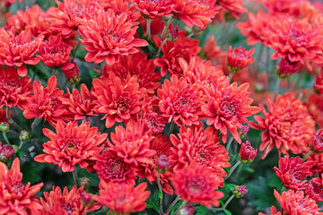 Chrysanthemum red autumn flowers, natural floral background