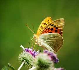 Butterfly in wild flowers. Insects in nature. Summer.