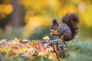 Cute hungry red squirrel sitting on a tree stump covered with colorful leaves and a mushroom feeding on seeds. Autumn day in a deep forest. Blurry yellow, green and brown background.