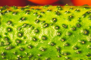 Cucumber texture close up. fresh green vegetables