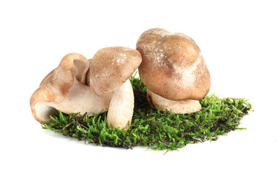 Fresh wild mushrooms on white background. Edible fungi