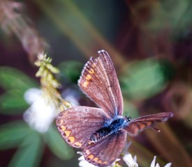 butterfly on a flower