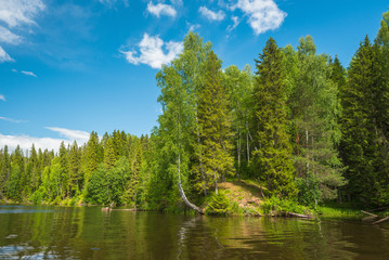 Fototapeta na wymiar The Bank of the forest river with forest, birch trees hanging over the water, blue sky with clouds.