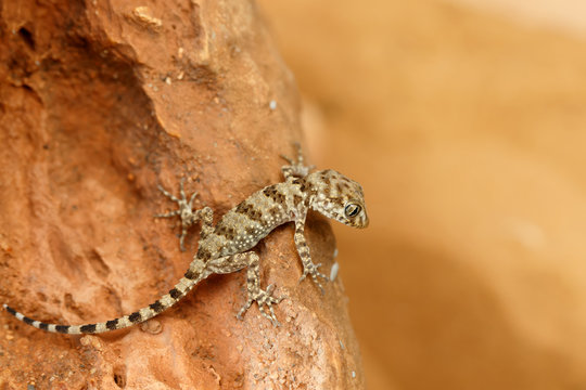 Close-up young gecko (Tenuidactylus caspius)  sits  on the stone and looks down.