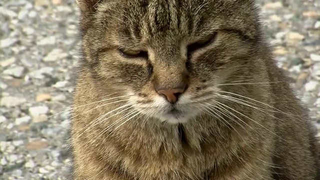 Ein grau getigertes Kazengesicht zum Verlieben in Gro&szlig;aufnahme