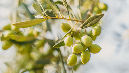 best olives in the world koroneika