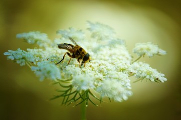 bee on flower