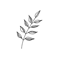 Cute single hand drawn floral elements. Doodle vector illustration for wedding design, logo and greeting card.