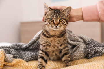 Woman petting cute tabby cat at home, closeup