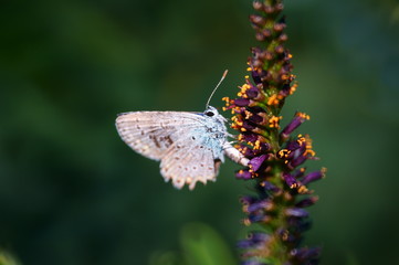 Butterfly in wild flowers. Insects in nature. Summer.