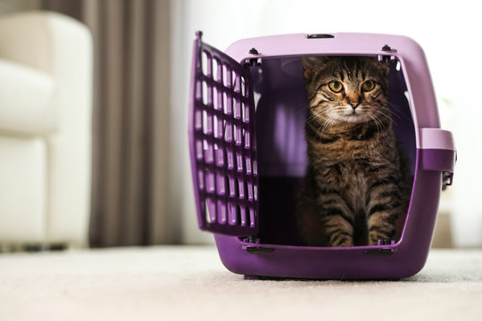Cute tabby cat in pet carrier at home