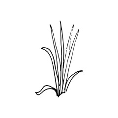 Cute single hand drawn floral elements. Doodle vector illustration for wedding design, logo and greeting card.