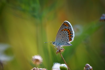 Butterfly in wild flowers. Insects in nature. Summer.