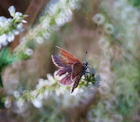 butterfly on flower