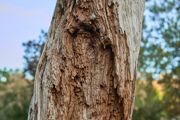 Fototapeta premium Old tree