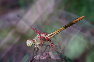 red dragonfly