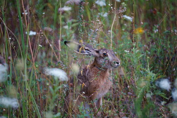 deer in the forest
