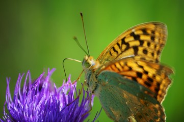 Butterfly in wild flowers. Insects in nature.