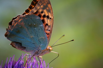 Butterfly in wild flowers. Insects in nature.