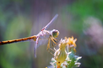 dragonfly on a leaf