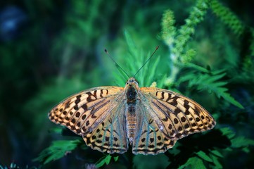 butterfly on a leaf