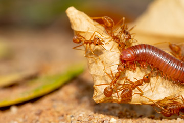 Ants team biting and carry millipede to food on ground