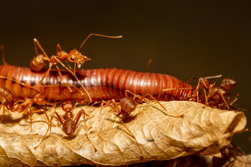 Ants team biting and carry millipede to food on ground