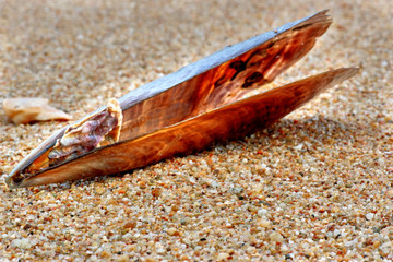 Seashells on the sand