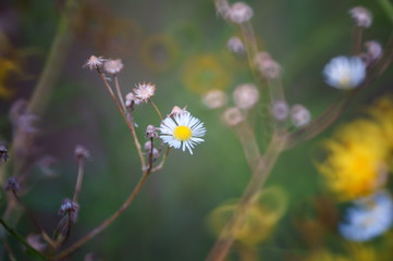 white flowers in the garden