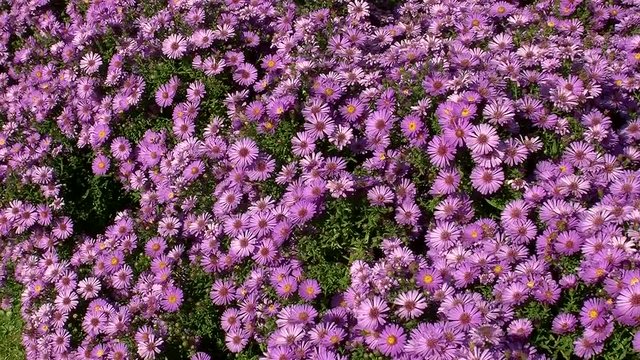 Herbstastern in voller Bl&uuml;tenpracht und das freut auch die Honigbienen und andere Insekten