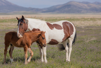 Fototapeta na wymiar Wild Horse Mare and Foal in Spring in Utah