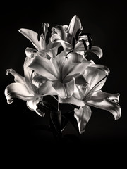 Black And White Flower, petal, flower, art, fine art