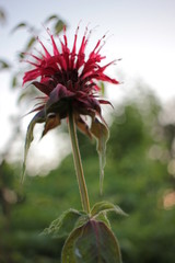 Single Monarda didyma (bergamot, rhododendron) flower in evening control light at sunset