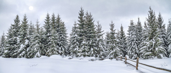 Obraz na płótnie Canvas Rural winter landscape, panorama, banner - view of the snowy pine forest in the mountains