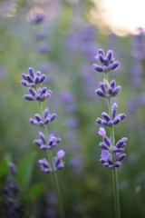Fototapeta na wymiar Soft focus on beautiful purple lavender flowerin field, blur natural flower background, Green bokeh out of focus background from nature garden at sunset