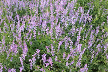  field of beautiful purple flowers that bloom in spring