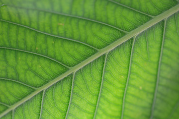 the leaf pattern background 