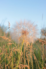 Dandelion blowball in grass closeup against sun and sky during the sunset, meditative summer background.  gentle warm colors