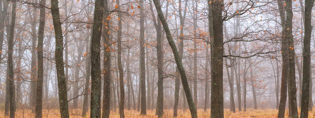 Fototapeta premium Autumn landscape, background - autumn forest with fallen leaves in the fog
