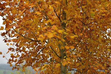 autumn leaves