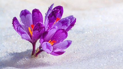 Crocuses - blooming purple flowers making their way from under the snow in early spring, closeup with space for text