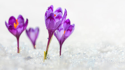 Crocuses - blooming purple flowers making their way from under the snow in early spring, closeup with space for text
