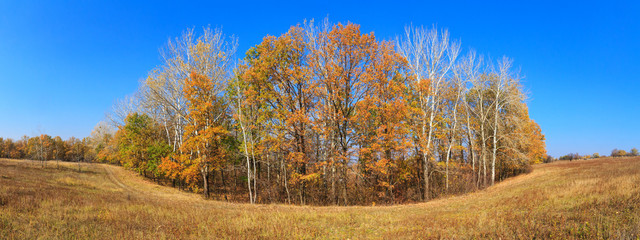 Autumn landscape - view of the dirt road along a grove of young oaks and aspens on a sunny day, the northeast of Ukraine