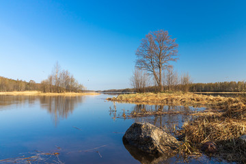 View of the Vuoksa river. Leningrad region. Russian nature. One tree on the river bank.