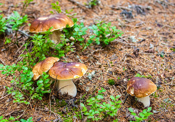 Pilze und Eierschwammerl