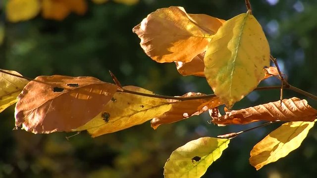 Goldig gefärbte Blätter im Herbst bewegen sich im Wind (Nahaufnahme)