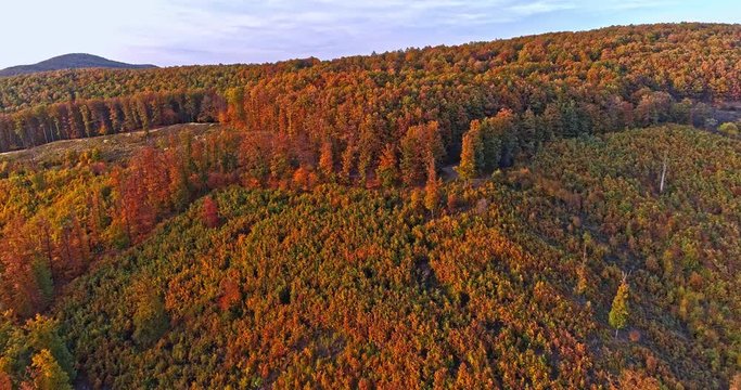 Autumn forest drone aerial shot at sunset. Overhead view of foliage trees in Hungary. Inspiring autumn season landscape panorama.