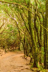Paradisiac and idyllic forest of Laurisilva Monteverde in the roadside ditches on the path of the senses. April 11, 2019. Vega De Las Mercedes Santa Cruz De Tenerife Spain Africa. Travel Tourism